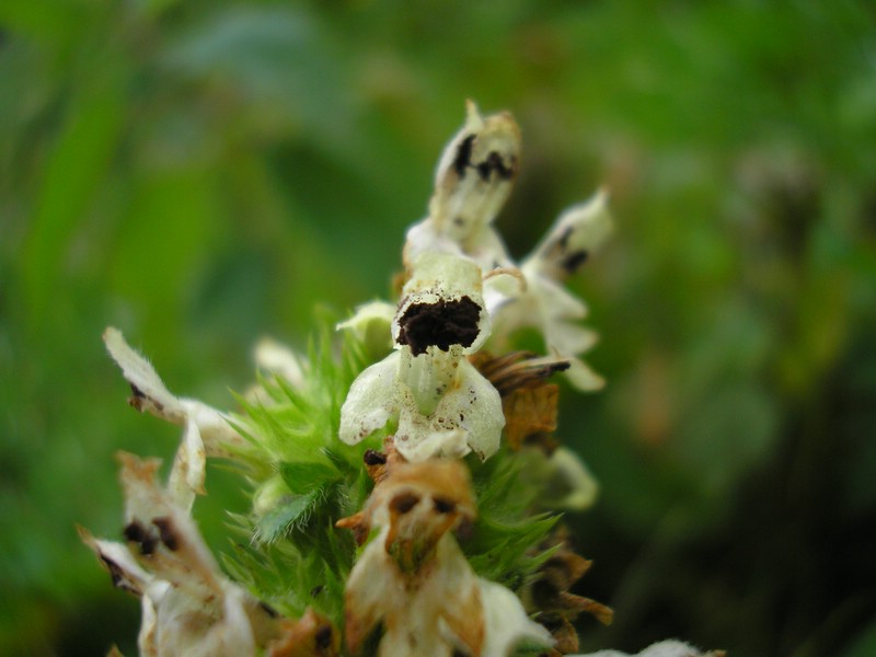 Berchtesgaden (8).jpg