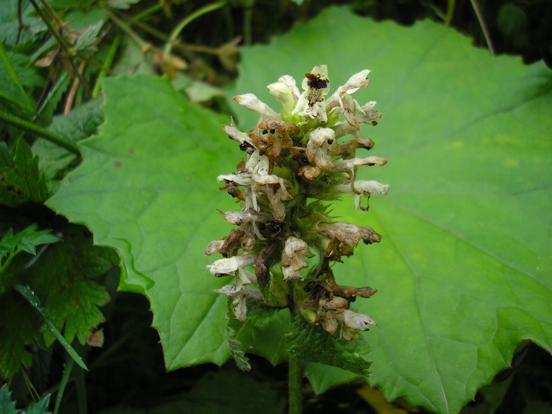 Berchtesgaden (2).jpg