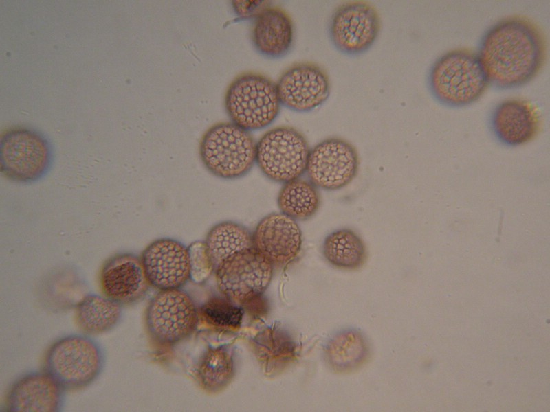 1000er Berchtes (26).jpg