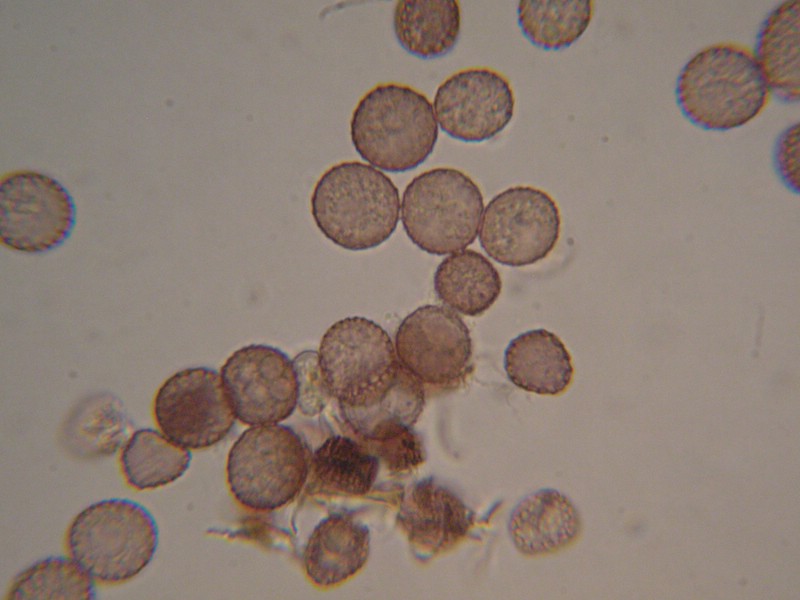 1000er Berchtes (21).jpg