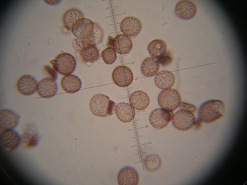 1000er Berchtes (18).jpg