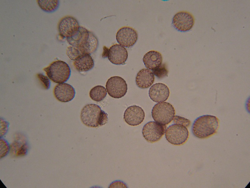 1000er Berchtes (13).jpg