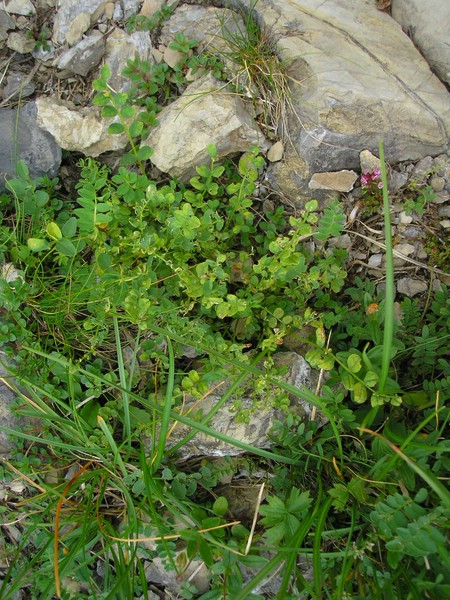 Enzianhütte (3).jpg