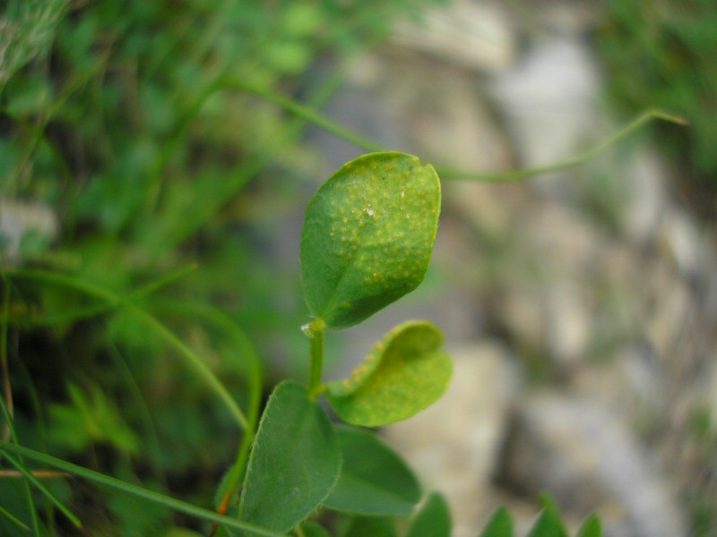 Enzianhütte (2).jpg