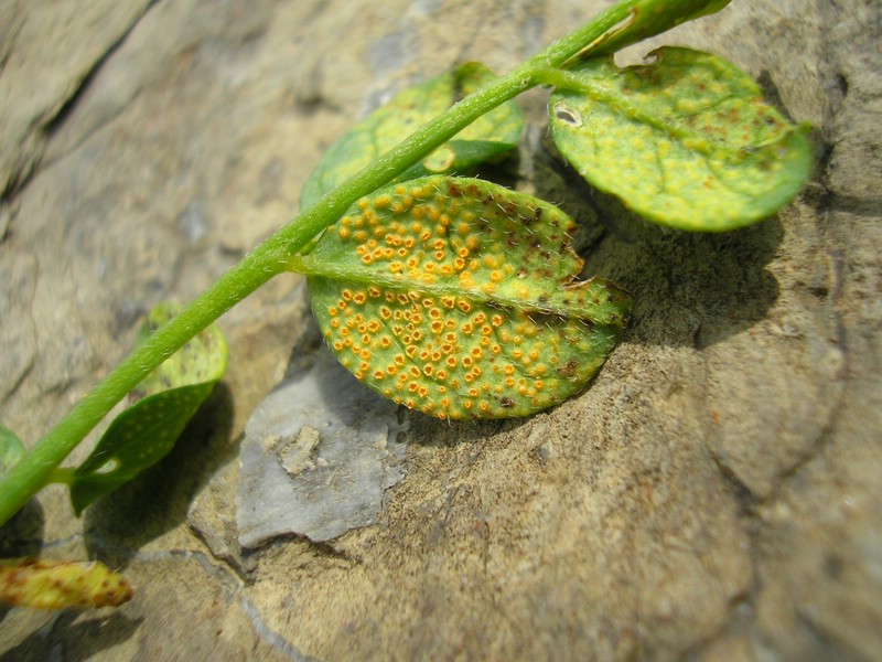 Enzianhütte (28).jpg