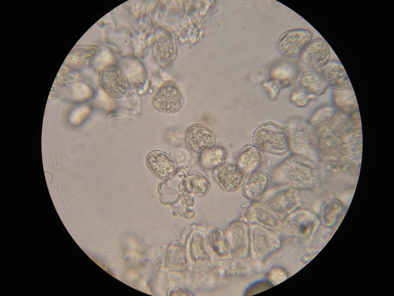 1000er Einöds I (1).jpg