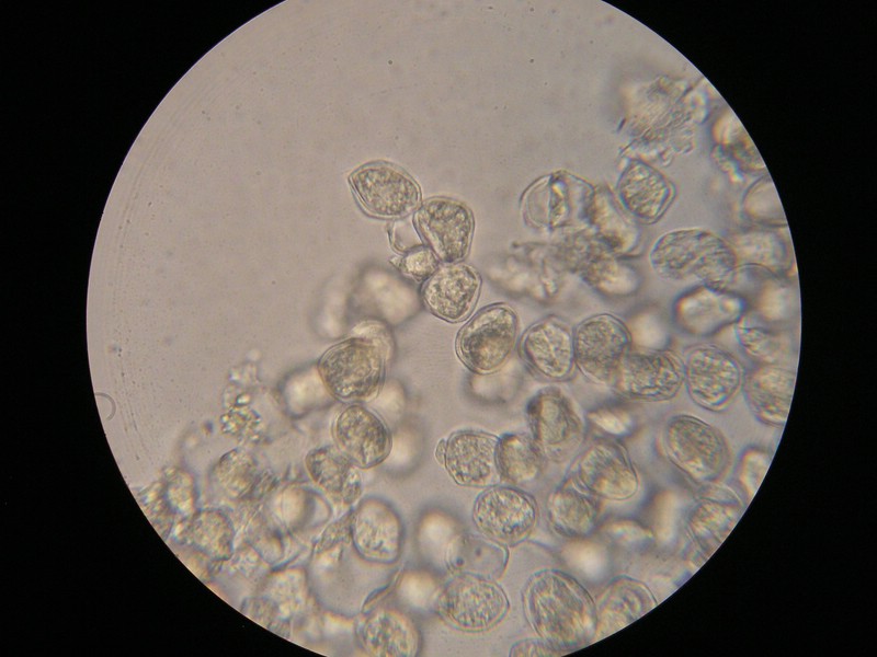 1000er Einöds I (10).jpg