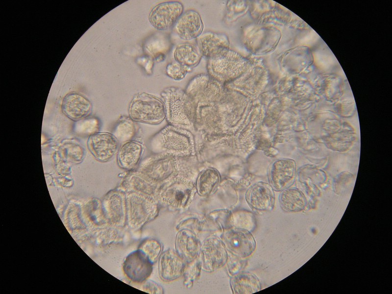 1000er Einöds I (18).jpg