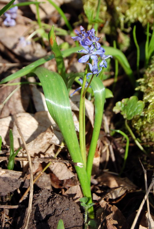 scilla biflora habitus01.JPG