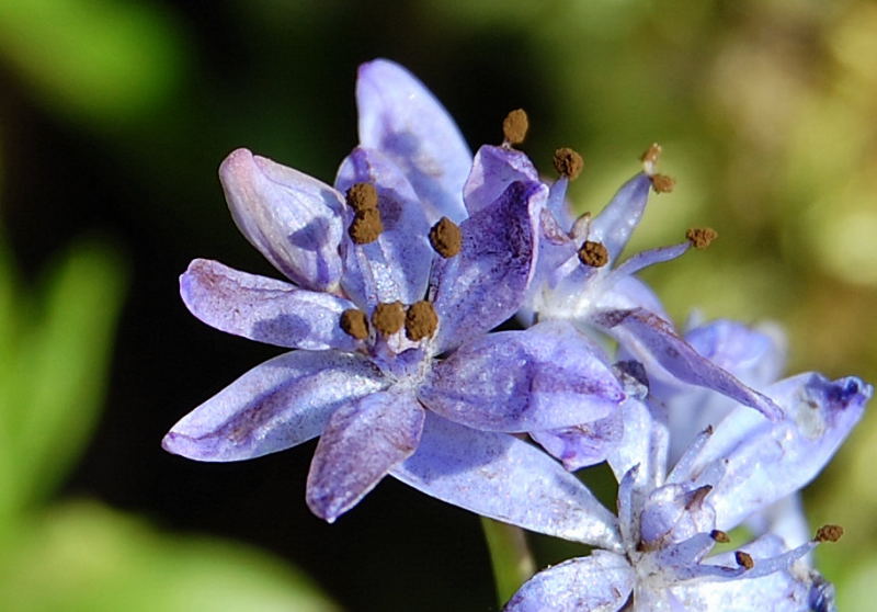scilla biflora nah01.JPG