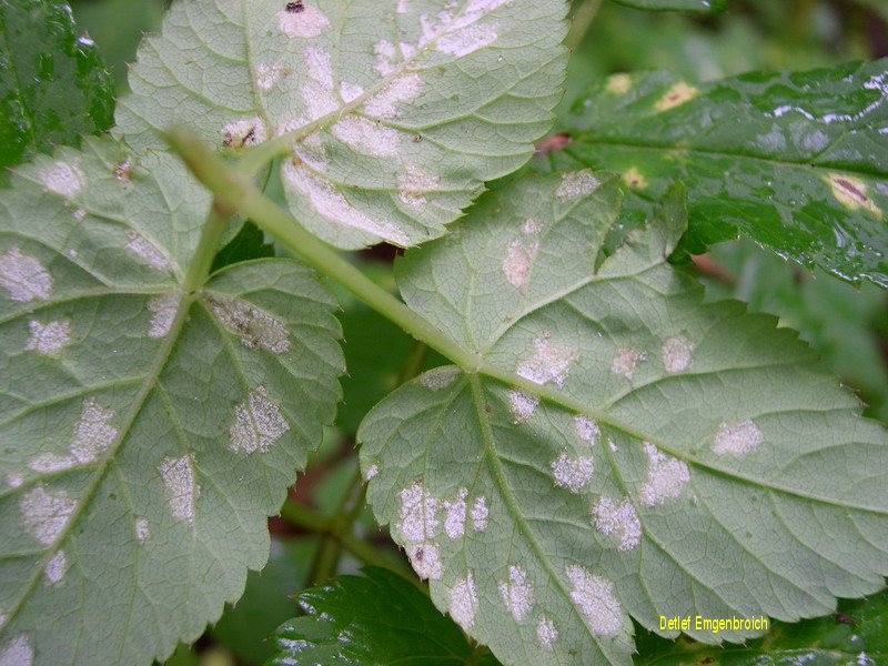 1-Plasmopara aegopodii-10.1.5.1.6.2d.JPG