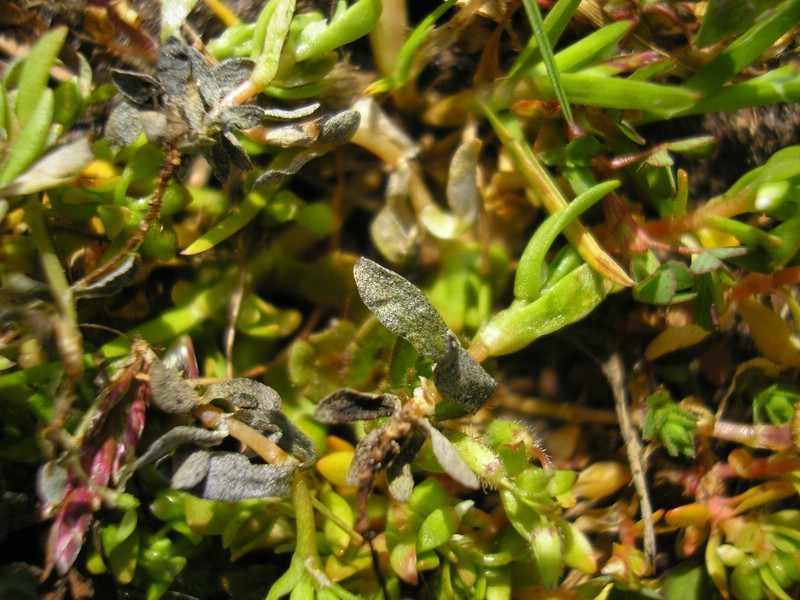 Lynestraße (10).jpg