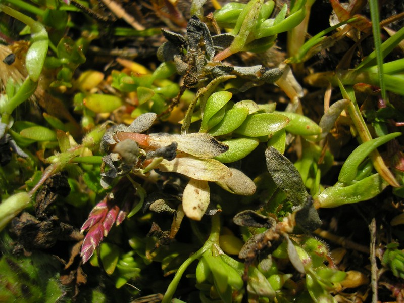 Lynestraße (17).jpg