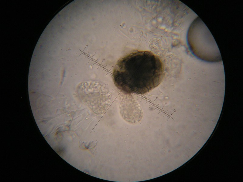 1000er Lyne (20).jpg