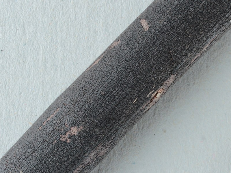 Eutypa acharii (2).JPG