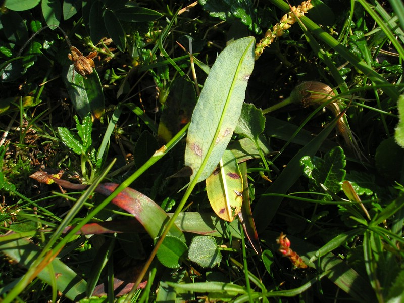 Schneibstein (3).jpg