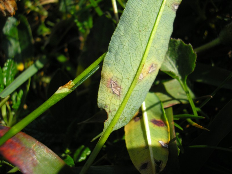 Schneibstein (5).jpg