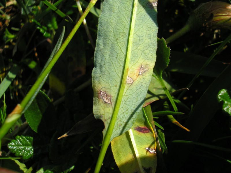 Schneibstein (7).jpg