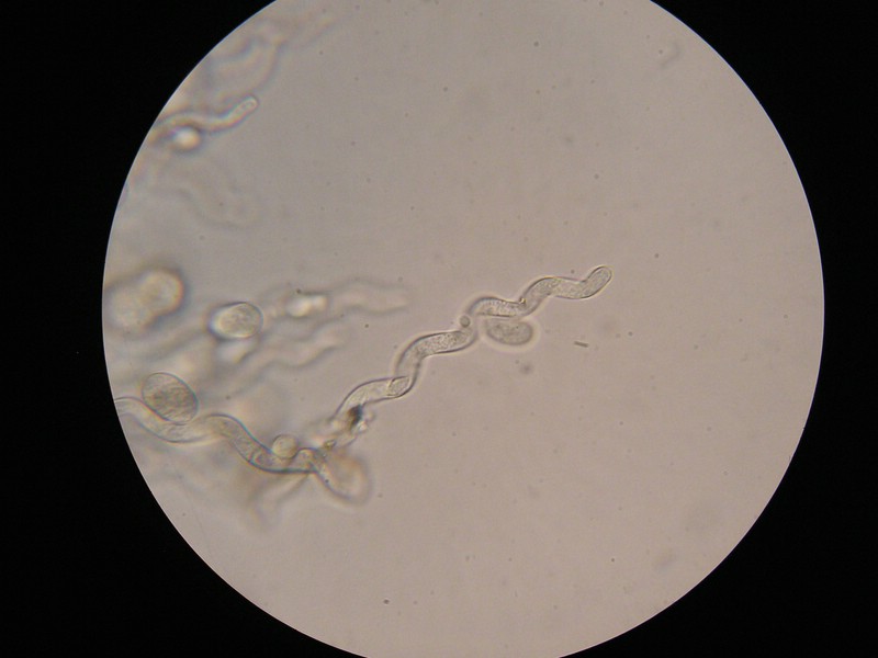 1000er Schneib (13).jpg