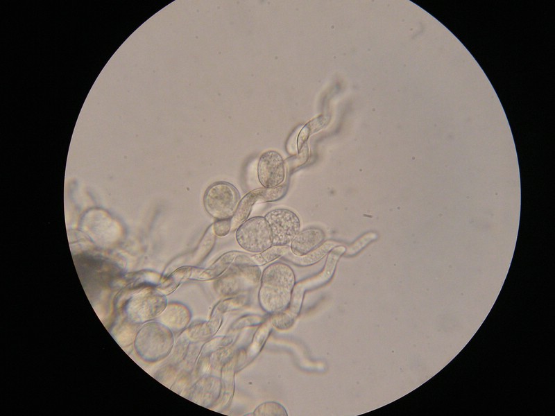 1000er Schneib (15).jpg