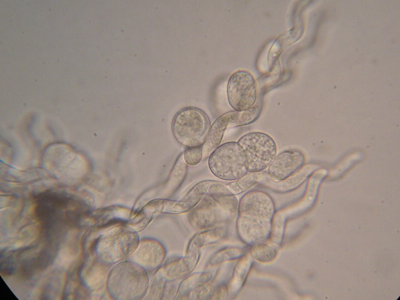 1000er Schneib (17).jpg