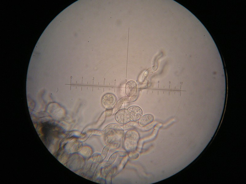 1000er Schneib (23).jpg