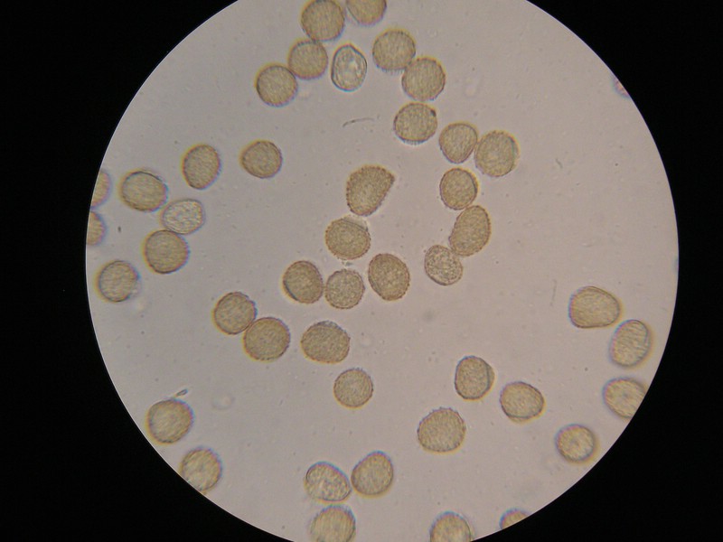 1000er Berchtes (27).jpg