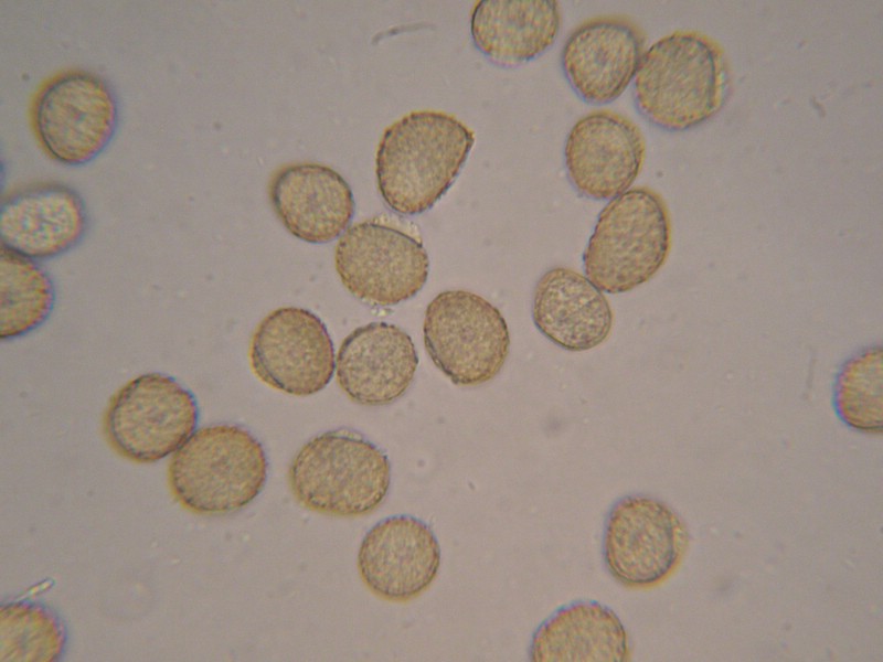 1000er Berchtes (30).jpg