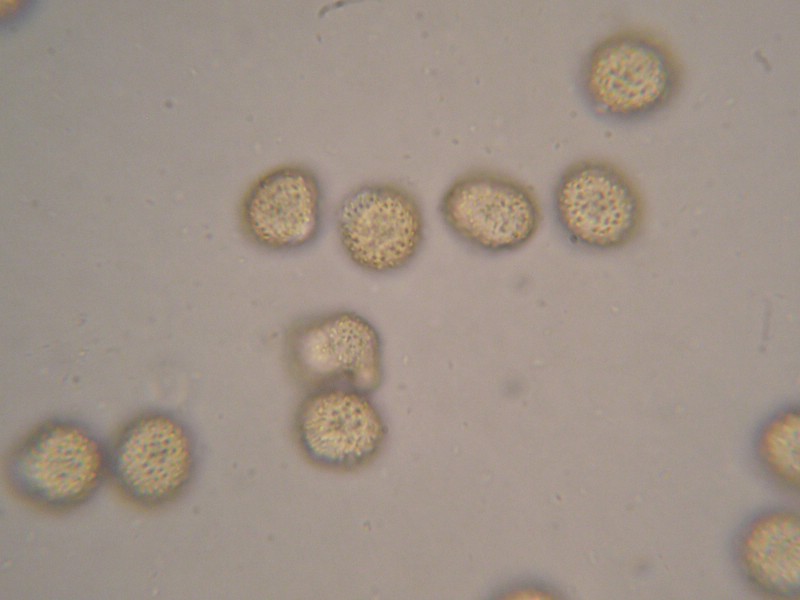 1000er Berchtes (15).jpg