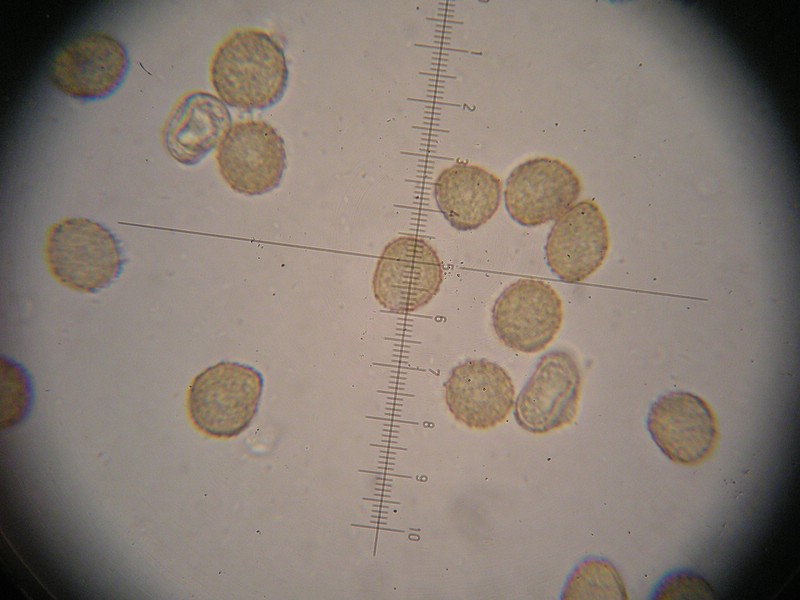 1000er Berchtes (24).jpg