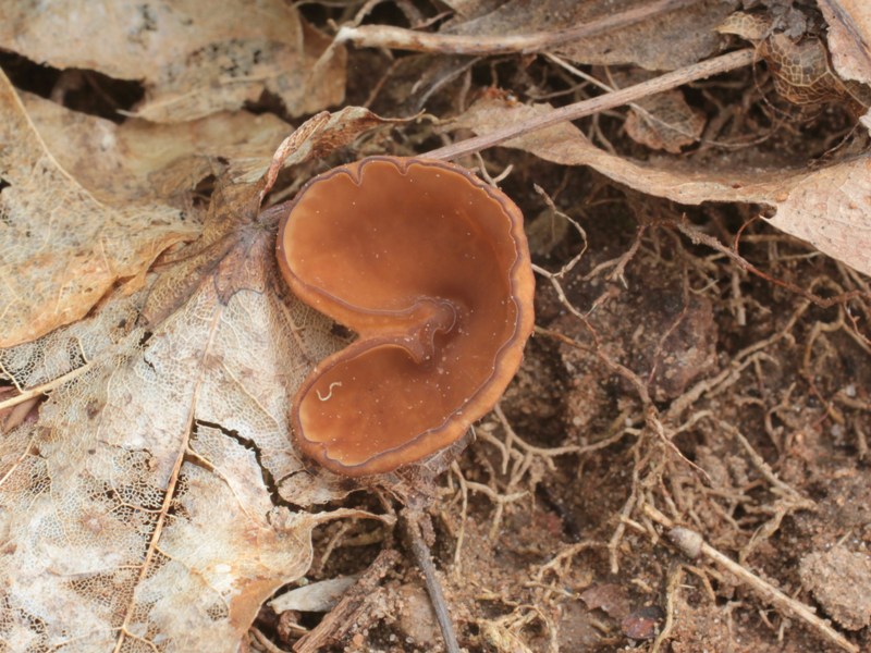 Anemonenbecherling (2).JPG