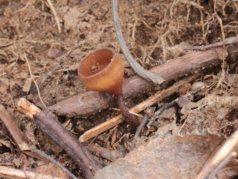 Anemonenbecherling.JPG