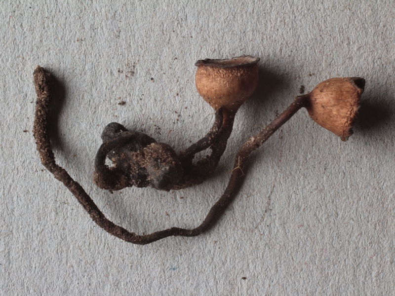 Dumontinia tuberosa.JPG