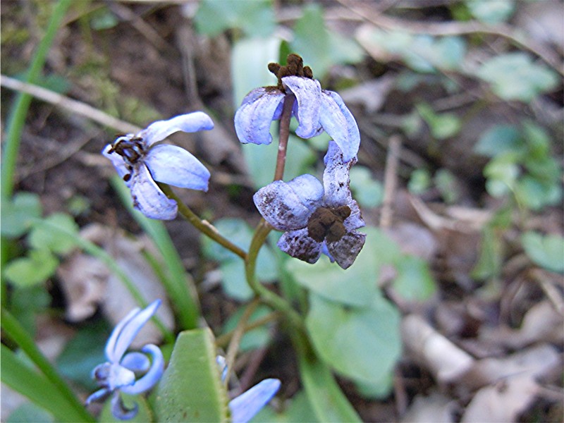 DSCN5001 Ausschnitt, Schärfe, klein.jpg