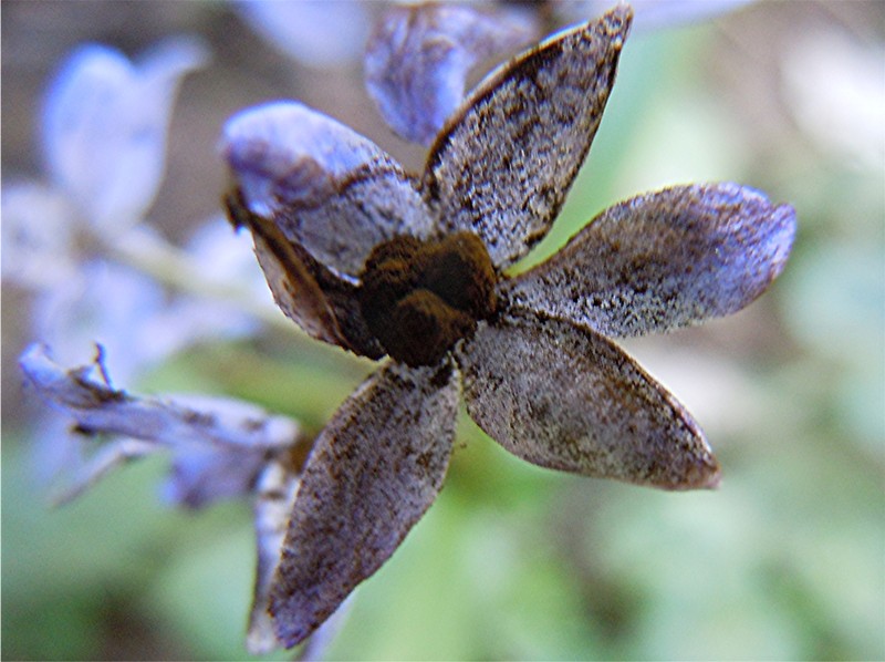 DSCN5002 Ausschnitt, Schärfe, klein.jpg