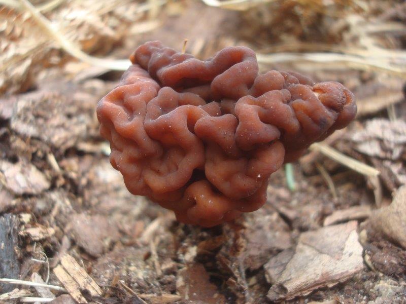 Gyromitra esculenta - Frühjahrs-Lorchel (2).jpg