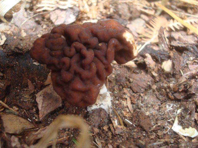 Gyromitra esculenta - Frühjahrs-Lorchel (3).jpg