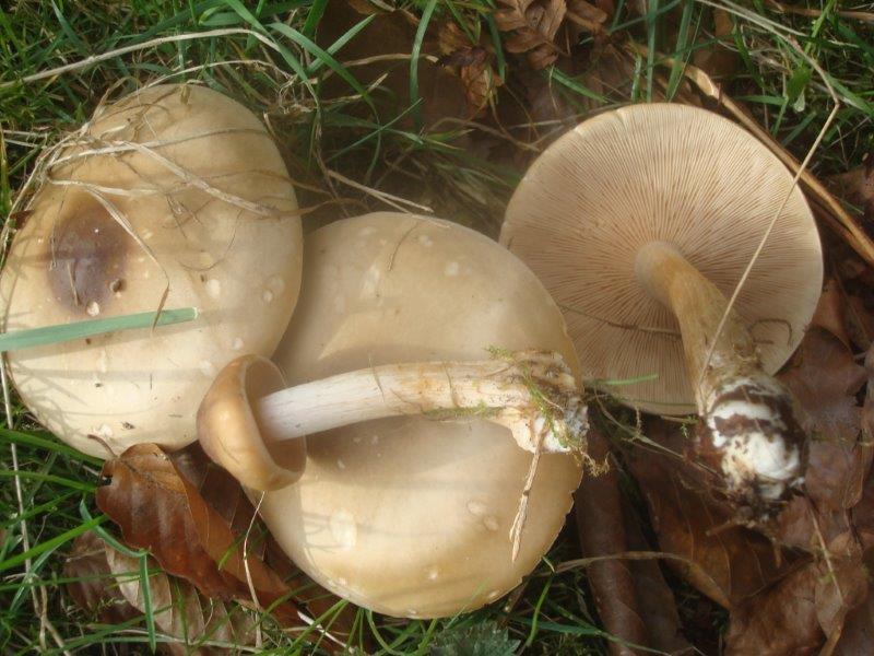 Melanoleuca cognata - Frühlings-Weichritterling (1).jpg