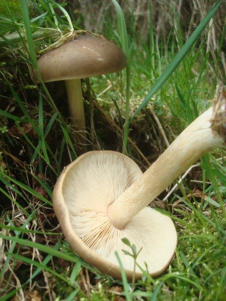 Melanoleuca cognata - Frühlings-Weichritterling (2).jpg