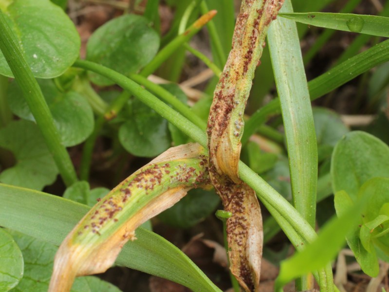 Puccinia_0629.JPG