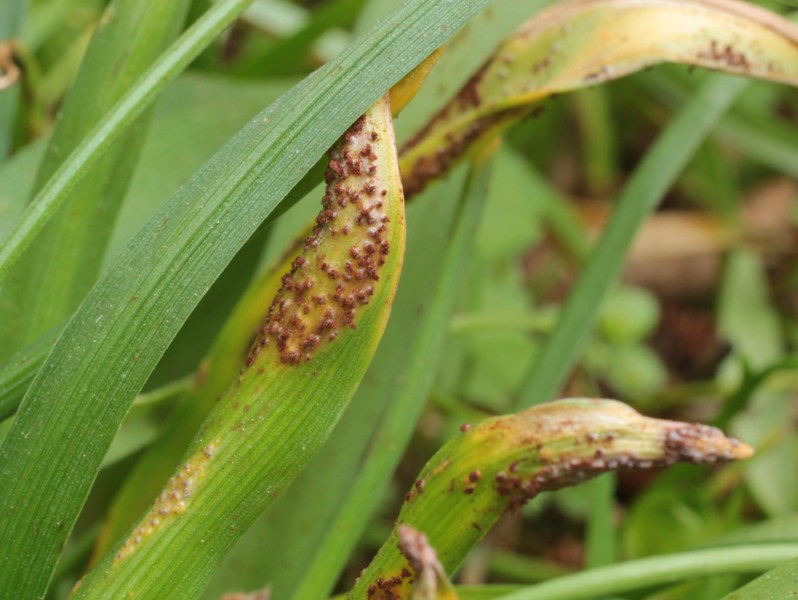 Puccinia_0631.JPG