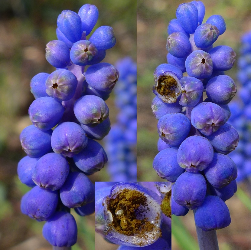Antherospora vaillantii_Muscaria armeniacum.jpg