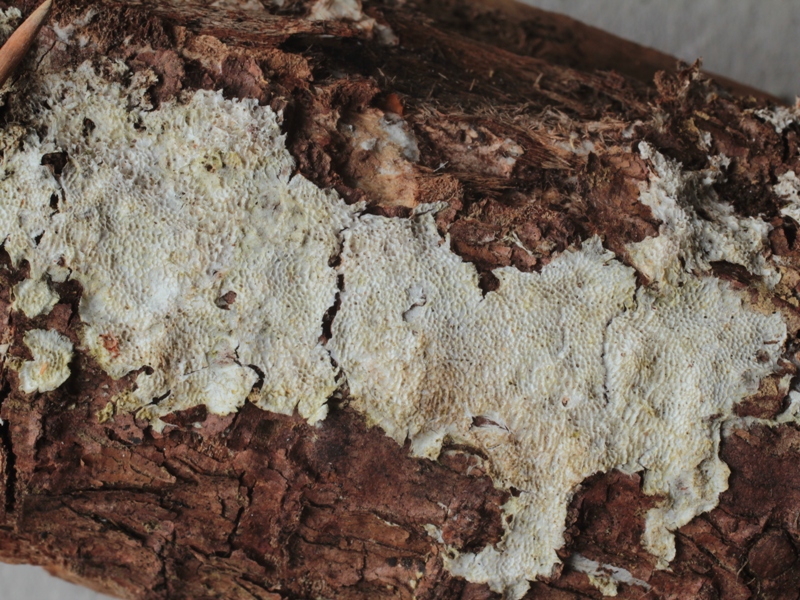 Diplomitopsis lindbladii.JPG