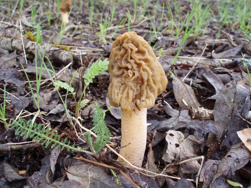 Ptychoverpa bohemica.JPG