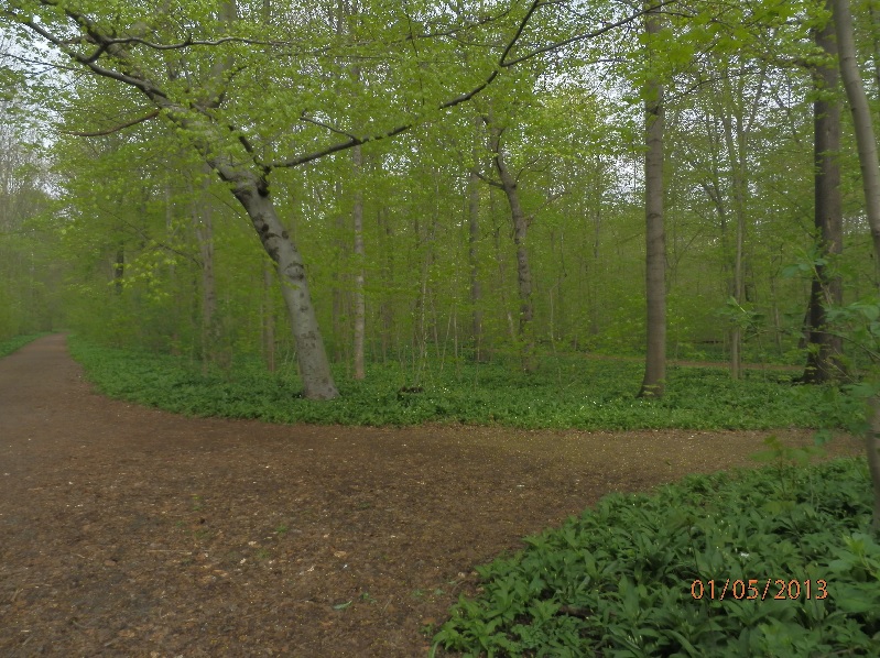 Auwald südl. Leipzig_0.jpg