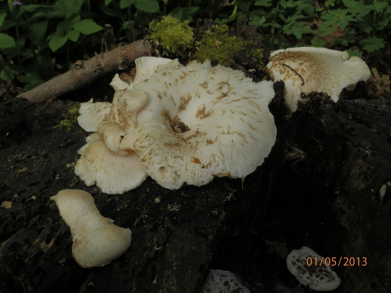 Lentinus tigrinus_1.1.jpg