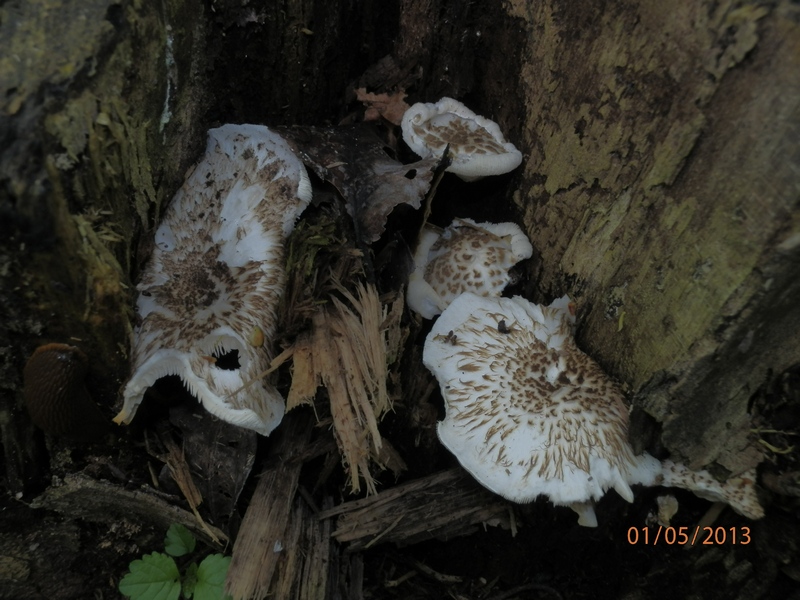 Lentinus tigrinus_1.2.jpg