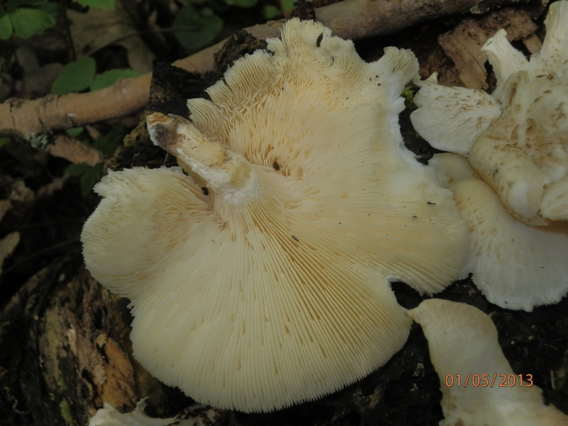 Lentinus tigrinus_1.3.jpg