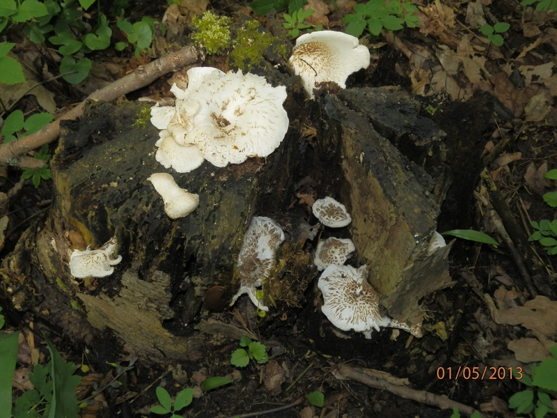 Lentinus tigrinus_1.jpg
