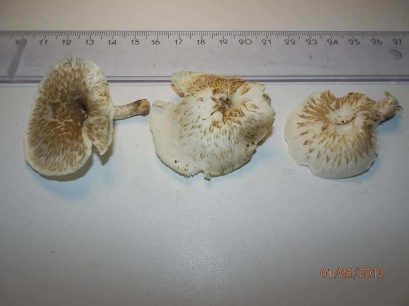 Lentinus tigrinus_1-4.jpg